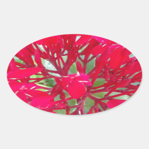 Sticker Ovale Belle fleur de sang Milkweed Art Imprimer/Graphiqu