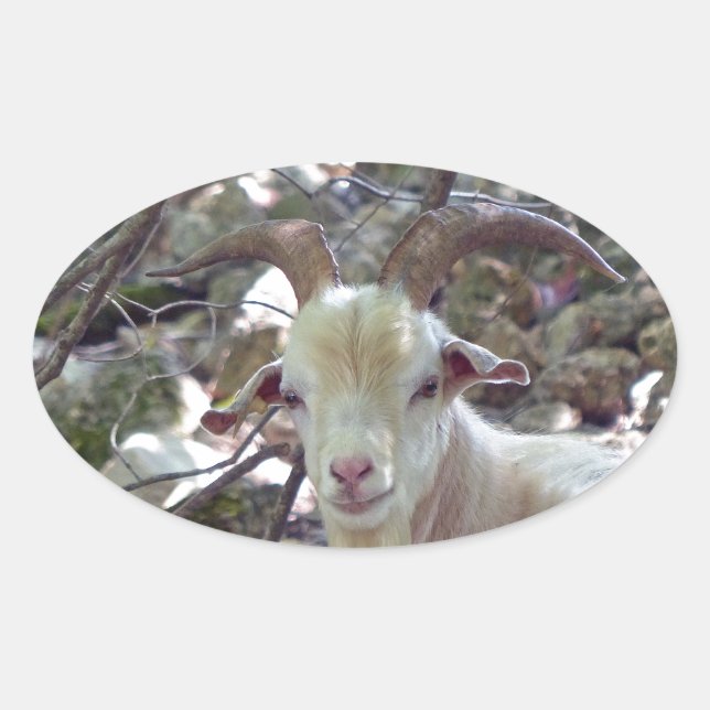 Sticker Ovale Billy Goat (Devant)