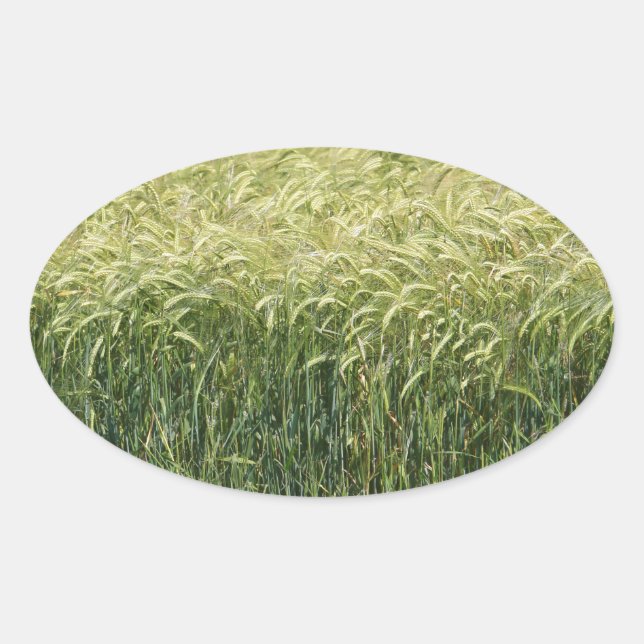 Sticker Ovale Blé - Savoureux ! (Devant)