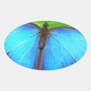 Sticker Ovale Bleu Iridescendant avec ailes de papillon noir