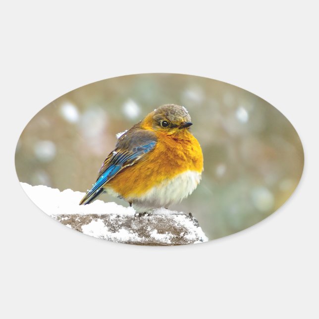 Sticker Ovale Bleuet de l'Est en neige - Photo originale (Devant)
