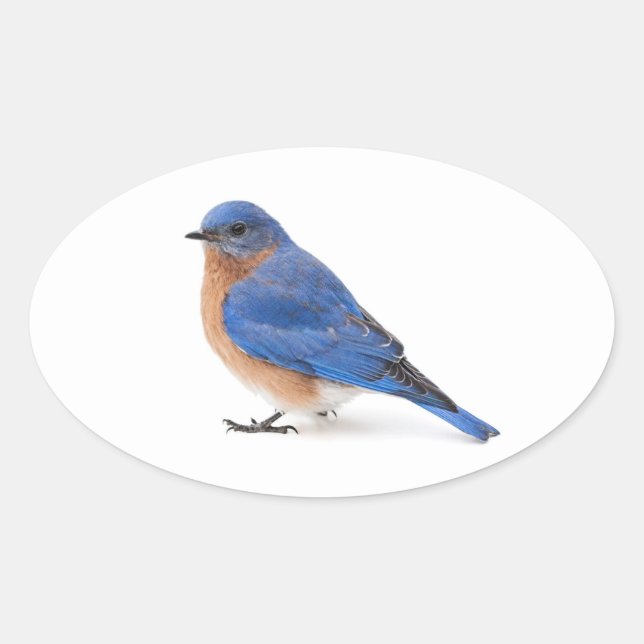 Sticker Ovale Bluebird (Devant)