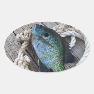 Sticker Ovale bluegill sur quai