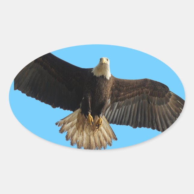 Sticker Ovale Cadeau de la faune de l'aigle à tête volante (Devant)