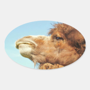 Sticker Ovale Camel Animal Portrait Photo