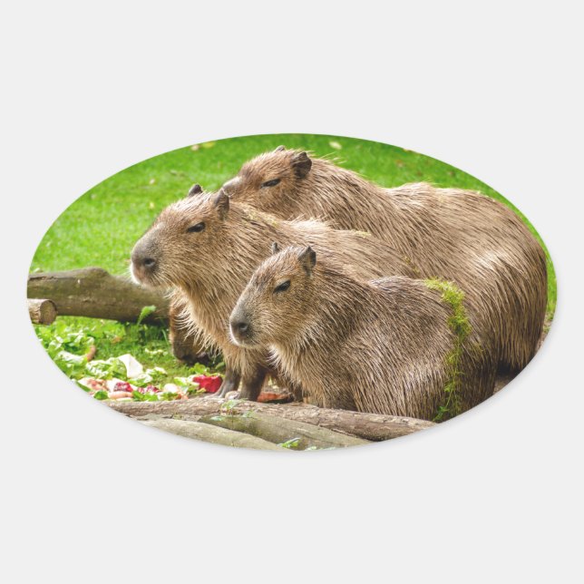 Sticker Ovale Capybara Trio (Devant)