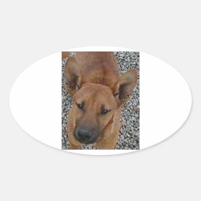 Sticker Ovale Carolina chien.png (Devant)