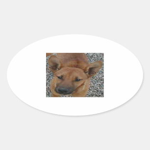 Sticker Ovale Carolina chien.png