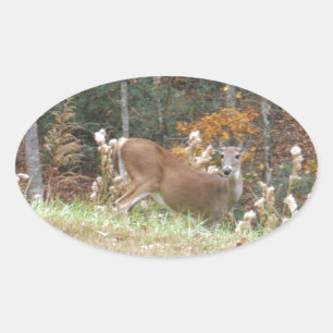 Sticker Ovale Cerf d'automne dans le lac Arrowhead
