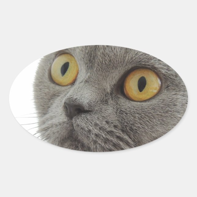 Sticker Ovale Chat Animal De Compagnie Grincheux Froncement De S (Devant)