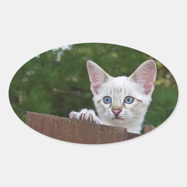 Sticker ovale Chat Savannah blanc (Devant)