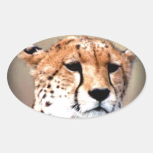 Sticker Ovale Cheetah Portrait par Pleine lune : La grâce de la