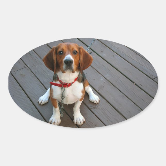 Sticker Ovale Chien Beagle Cutest Jamais (Devant)