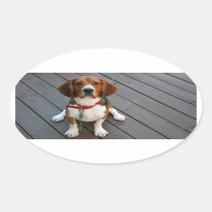 Sticker Ovale Chien Beagle Cutest Jamais