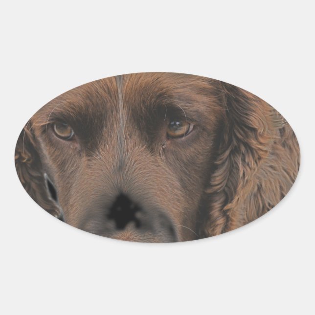 Sticker Ovale Chiens Springer anglais (Devant)