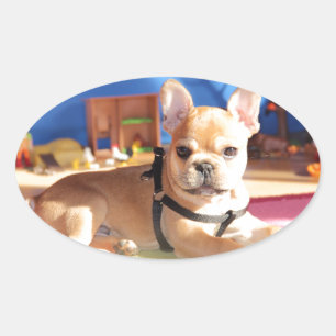Sticker Ovale Chiot Bouledogue Français French Bulldog