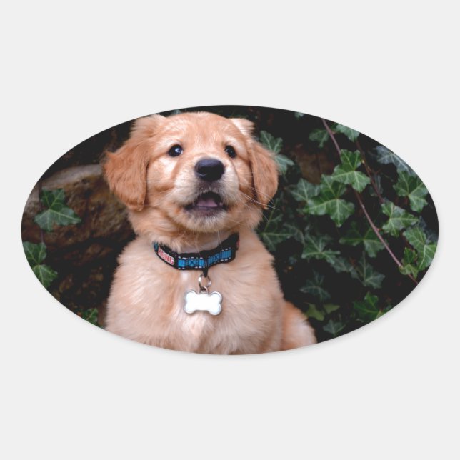 Sticker Ovale Chiot Golden Retriever (Devant)