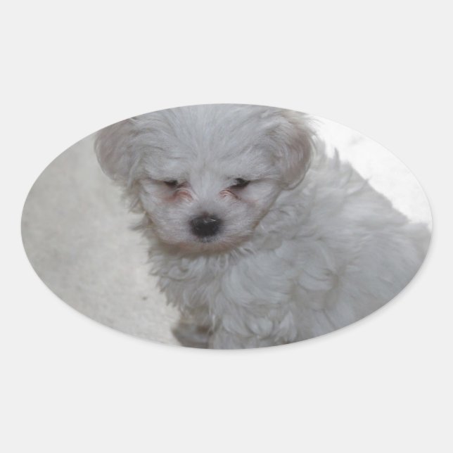 Sticker Ovale Chiot Maltais (9 Mois) (Devant)