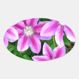 Sticker Ovale Clematis rose et Oregano sauvage