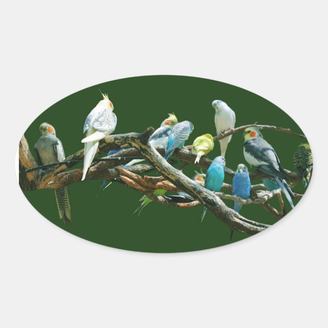 Sticker Ovale Cockatiels des perruches N (Devant)