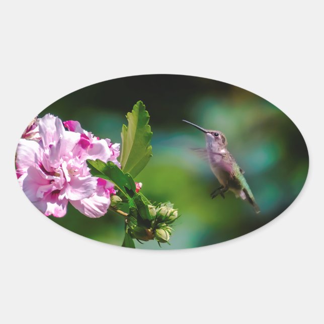 Sticker Ovale Colibri à gorge rubis - Photo originale (Devant)