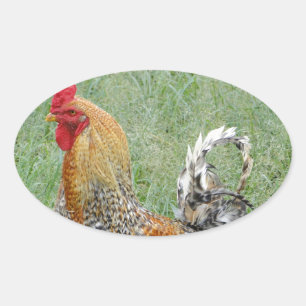 Sticker Ovale Coq