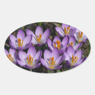 Sticker Ovale Crocus violets ensoleillés