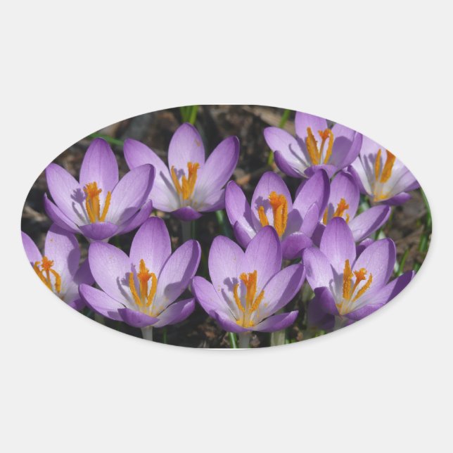 Sticker Ovale Crocus violets ensoleillés (Devant)