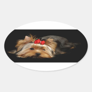 Sticker Ovale Cute yorkie