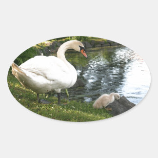 Sticker Ovale Cygne et cygnet