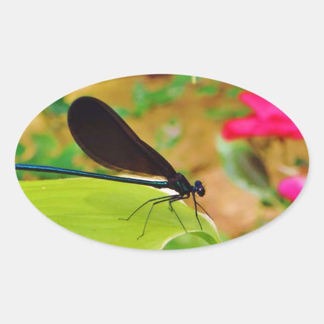 Sticker Ovale Damselfly et Rose (Devant)