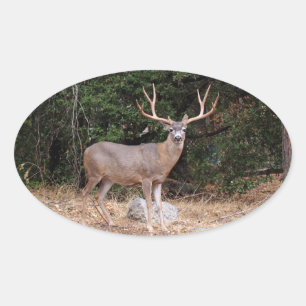 Sticker ovale de cerf