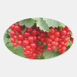 Sticker Ovale Des courants rouges sur le Plante. Feuilles verts.