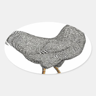 Sticker Ovale Dessin de poulet de Plymouth Rock
