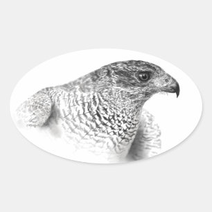 Sticker Ovale Dessin Goshawk