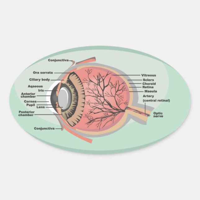 Sticker Ovale Diagramme des yeux pour le Mois national des soins (Devant)