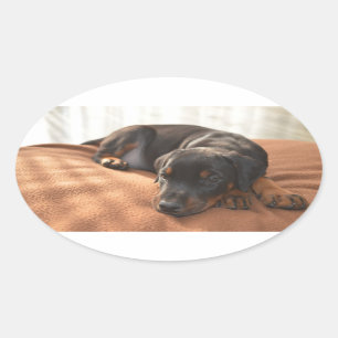 Sticker Ovale doberman-pinscher-chiot