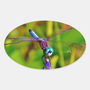 Sticker Ovale Dragonfly