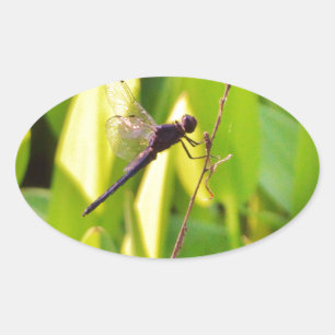 Sticker Ovale Dragonfly Blue et noir sur l'herbe.