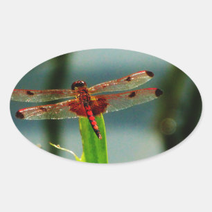 Sticker Ovale Dragonfly rouge et noire tachetée