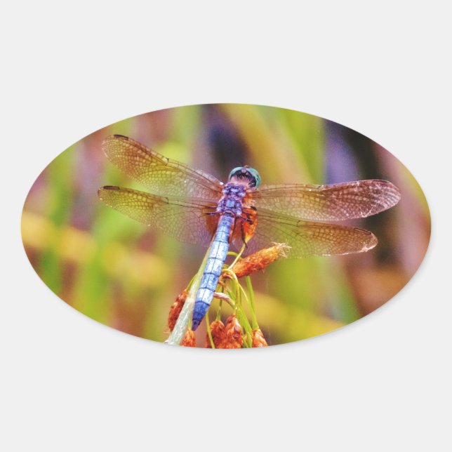 Sticker Ovale Dragonfly turquoise sur le carex (Devant)
