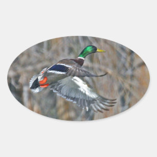 Sticker Ovale Drake Mallard en vol