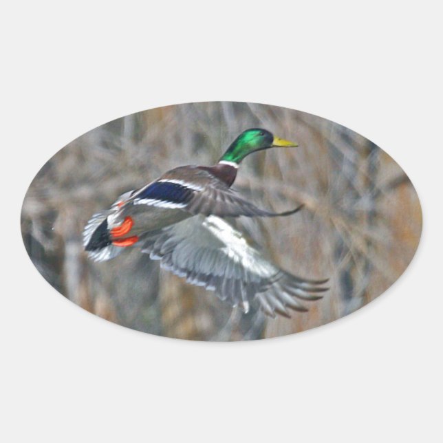 Sticker Ovale Drake Mallard en vol (Devant)