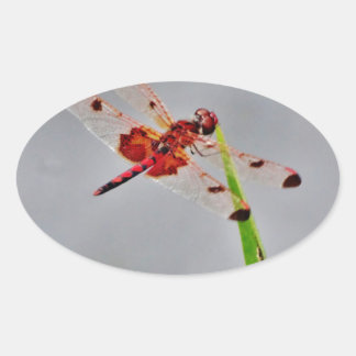 STICKER OVALE DSC00029.JPG