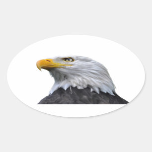 Sticker Ovale Eagle chauve
