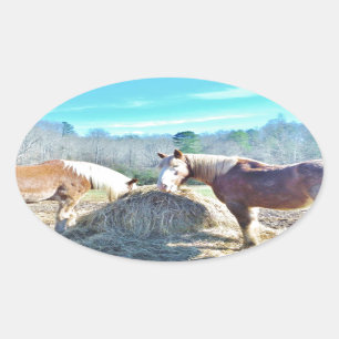 Sticker Ovale Ébauche secourue Chevaux mangeant foin