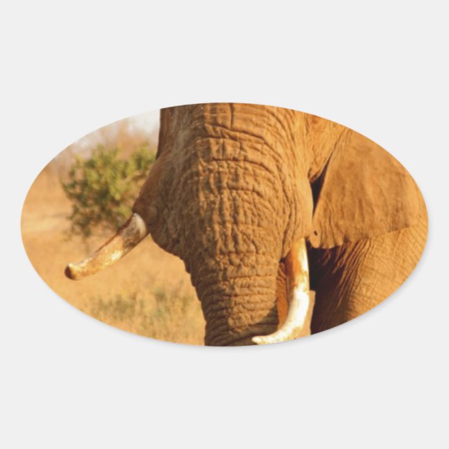 Sticker Ovale Éléphants (Devant)