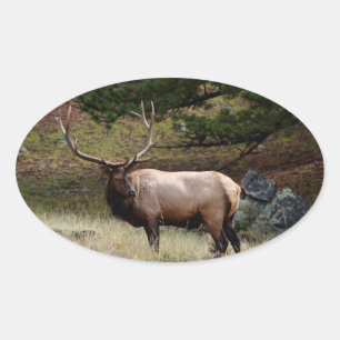 Sticker Ovale Elk dans le désert