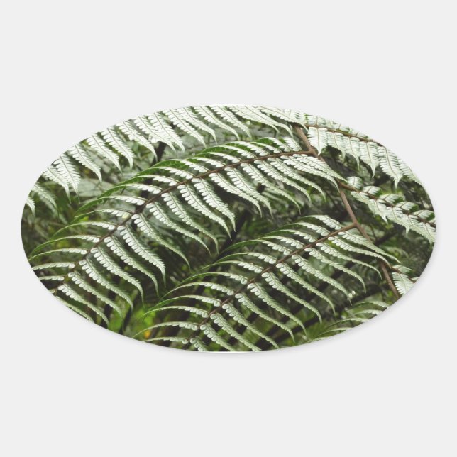 Sticker Ovale Fern Fronds II Dark Green Nature (Devant)