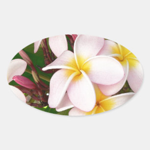 Sticker Ovale Fête des mariées de fleurs d'Aloha Hawaii Frangipa